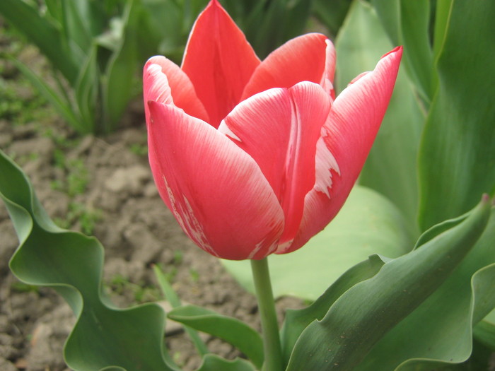 tulipa bicolor  2 lei bulb - bulbi de vanzare