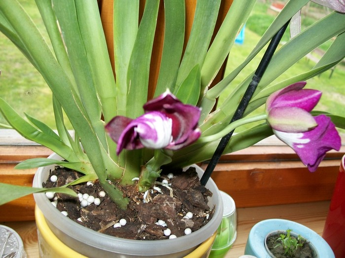 27.04.2011 042 - Miltonidium-Miltoniopsis