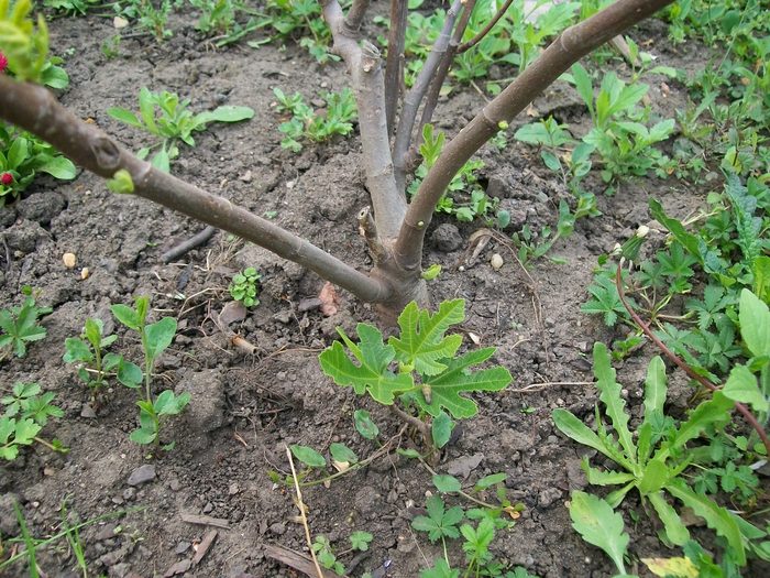 27.04.2011 013; Smochin
