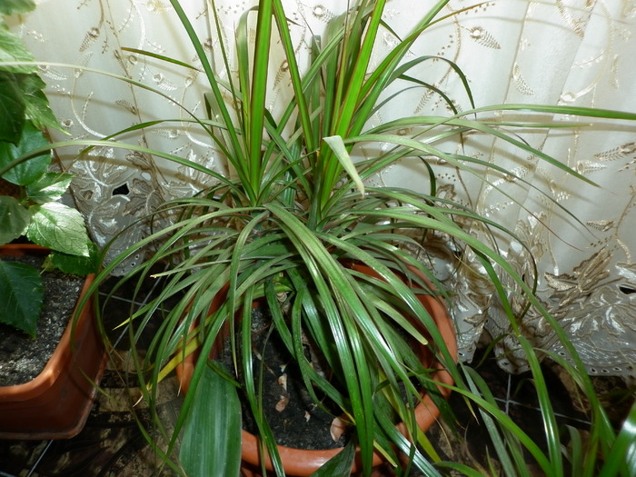 dracena