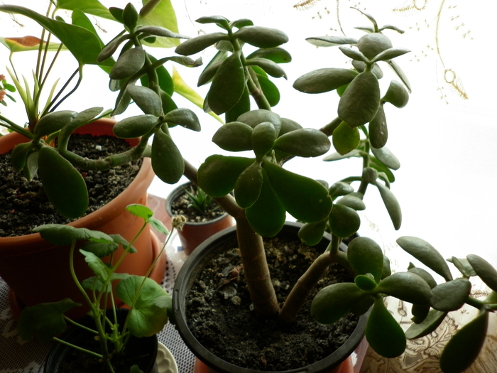 crassula ovata(bonsai)