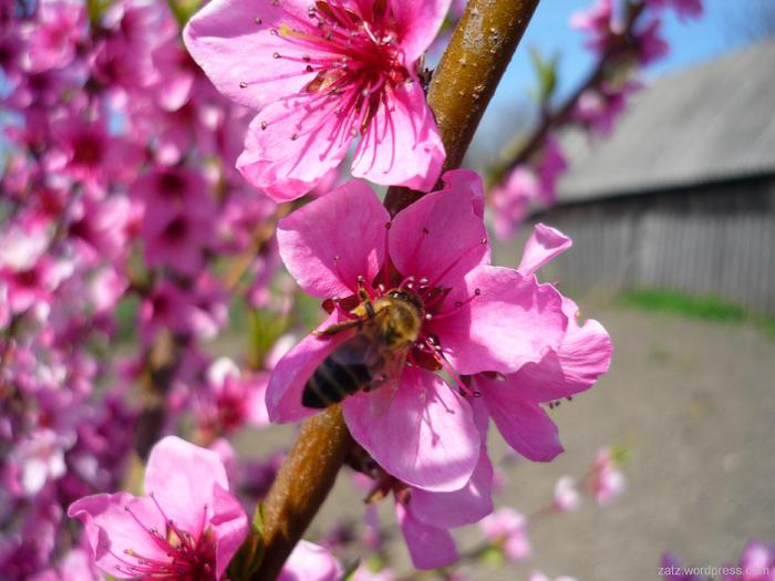 albina-pe-floarea-de-piersic[1] - Primavara