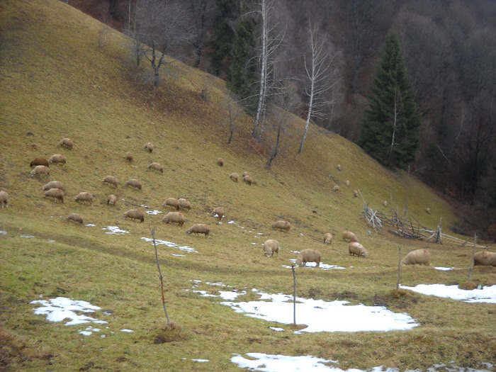 oi iarna; tigai vladelea mioare oite turma
