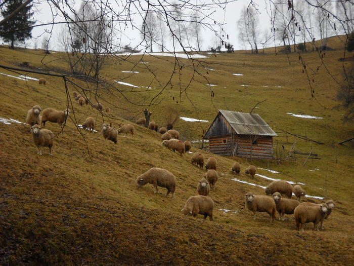 oi tigai iernat; tigai peisaj bran munte ciobanie vladelea mioare oite turma munte iarna bran
