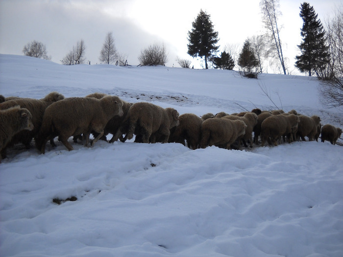 Gospodarie (25); oi tigai
