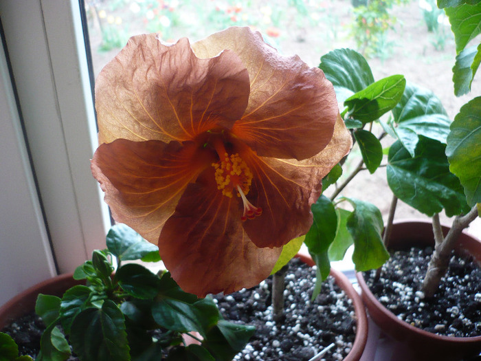 P1060653 - HIBISCUSI 2011-1