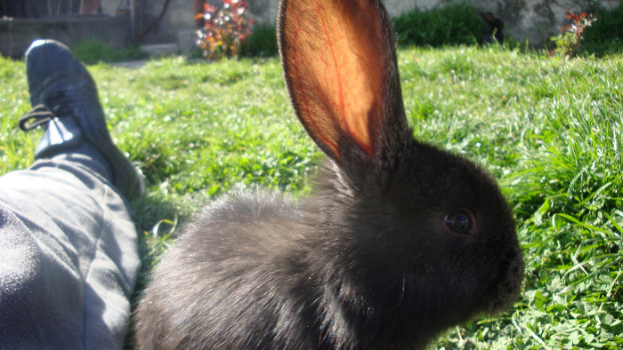 DSC07672 - urias german