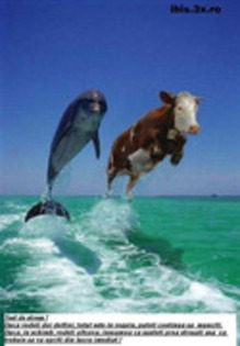 Delfinul si Vaca