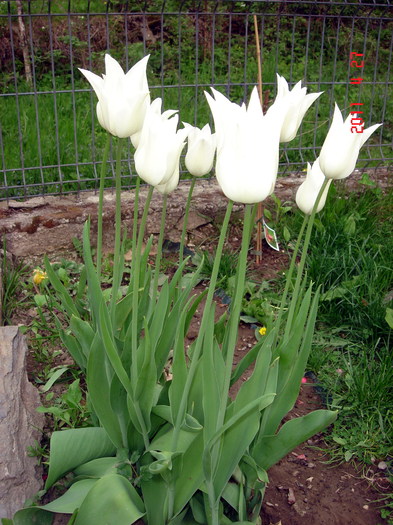 DSC00004