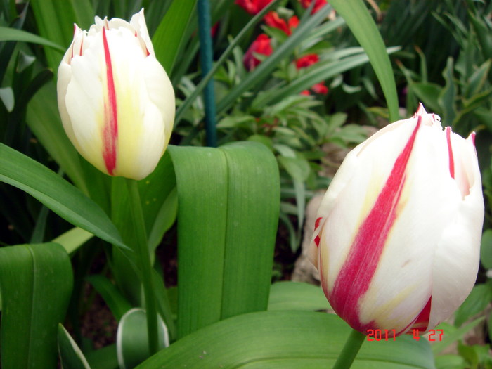 DSC00013