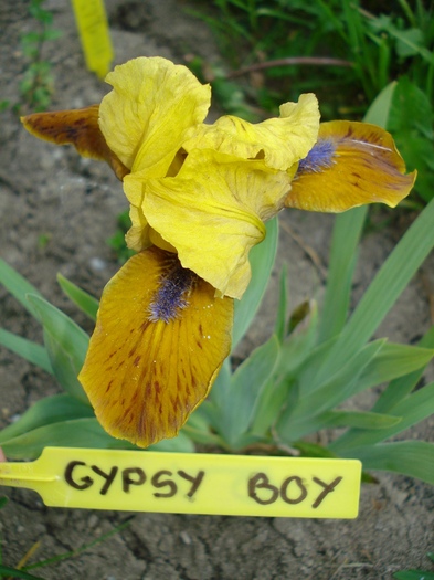 9."Gypsy Boy",28.04.2011