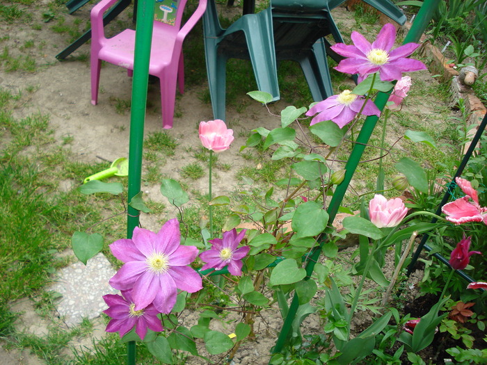 DSC03449 - Clematis 2011