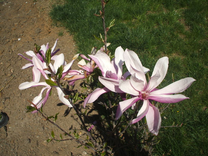 magnolie - gradina 2011