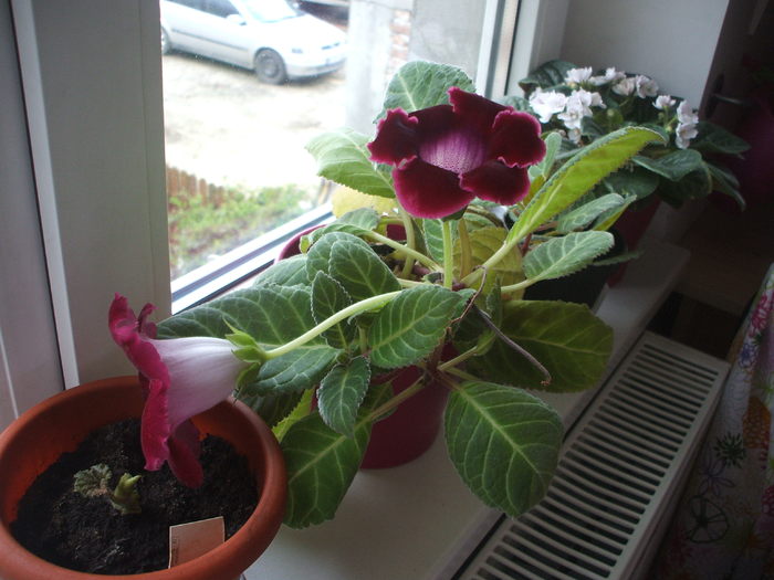 gloxinia - plante de ghiveci