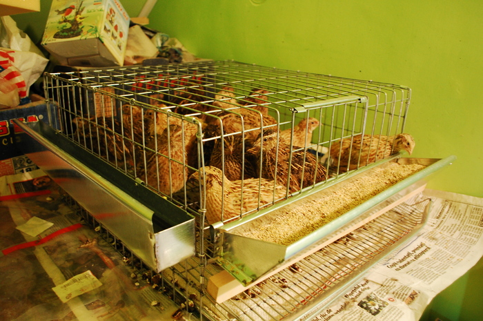 varsta 7,5 saptamani - 51 prepelite