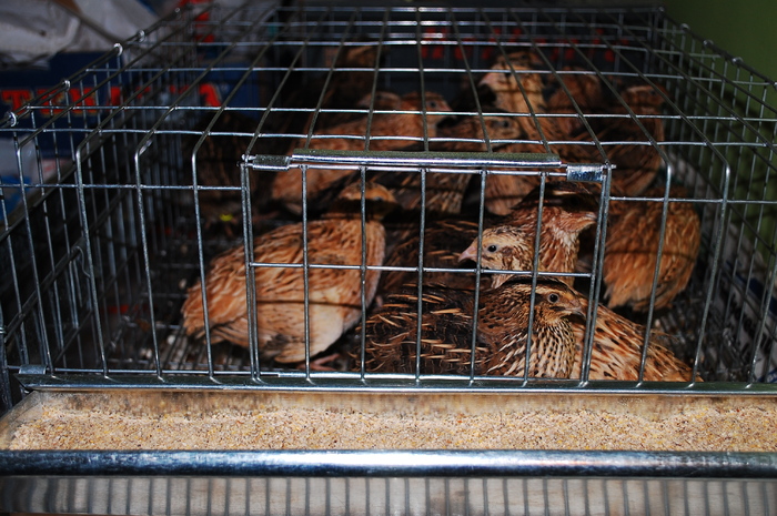 DSC_9546 - 51 prepelite