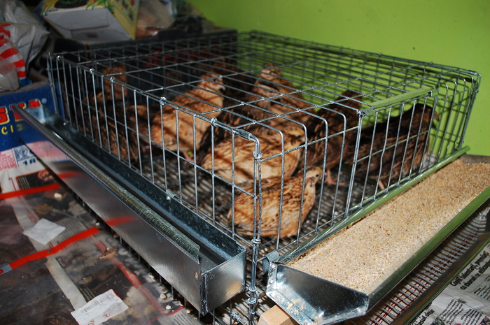 DSC_9548 - 51 prepelite