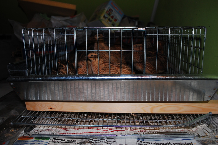 DSC_9549 - 51 prepelite