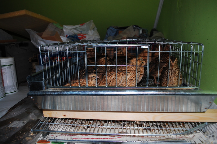 DSC_9551 - 51 prepelite