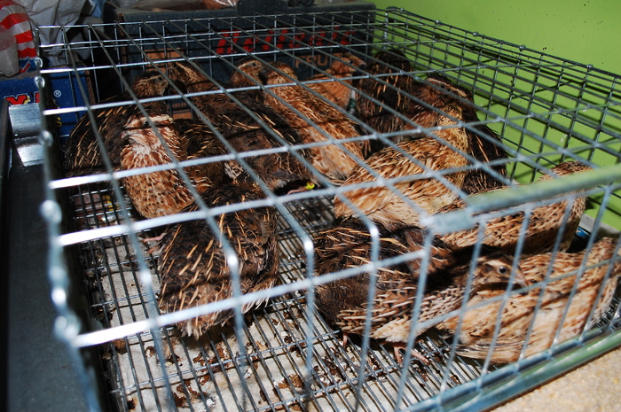 DSC_9553 - 51 prepelite