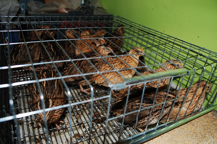 DSC_9554 - 51 prepelite