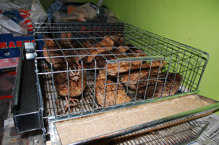 DSC_9556 - 51 prepelite