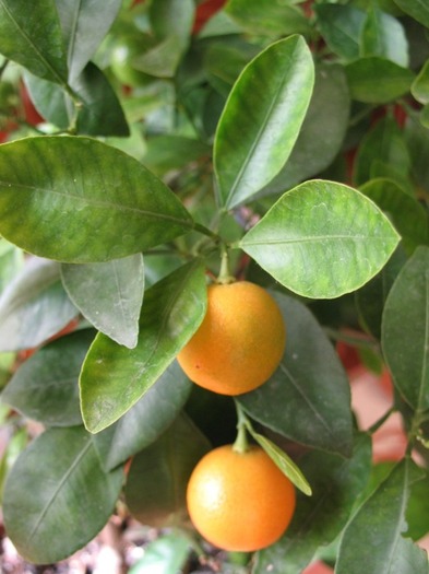 fructe aproape coapte - Citrus Fortunella