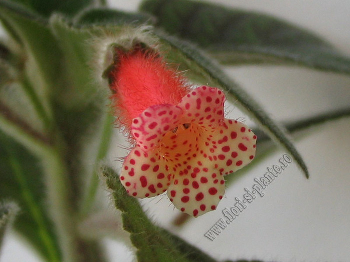 Kohleria Yf´s Elenore 4