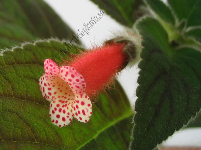 Kohleria Yf´s Elenore 6