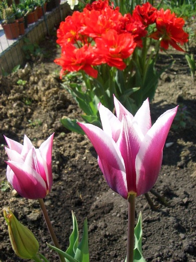 tulipa.claudia