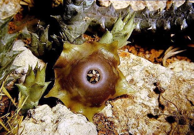 Ballyanthus prognathus - Asclepiadaceae dorite