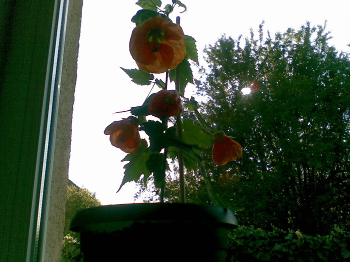 zambind in zare - Abutilon