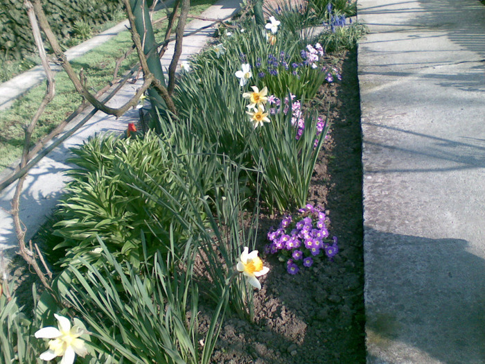 04042011(002) - florile din gradina mea 2011