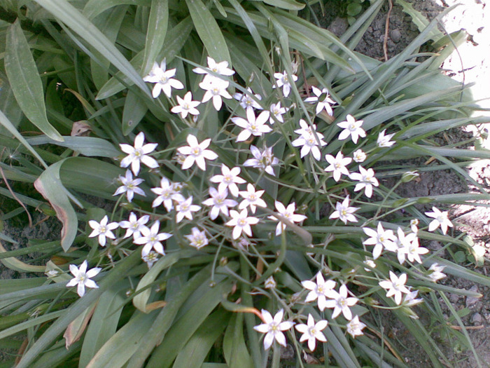 un manunchi de stele - florile din gradina mea 2011