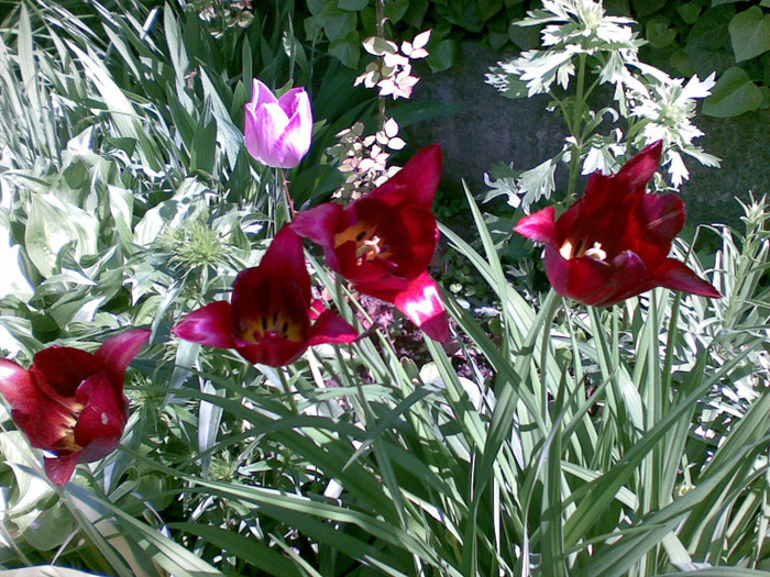 stau la o vorba... - florile din gradina mea 2011