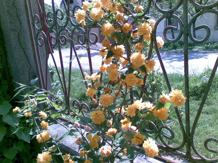 inveselesc un coltisor - florile din gradina mea 2011