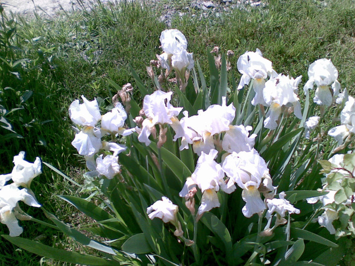 cei mai harnici iris - florile din gradina mea 2011