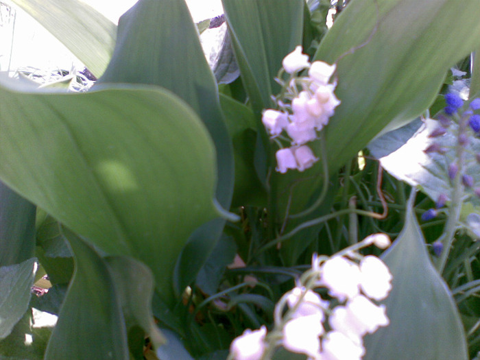 ele au mai intarziat un pic - florile din gradina mea 2011