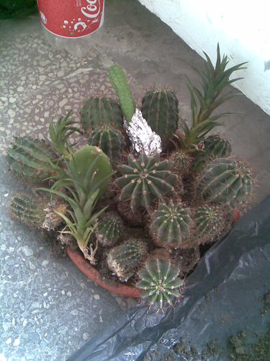 cactusi ce trebuie plantati