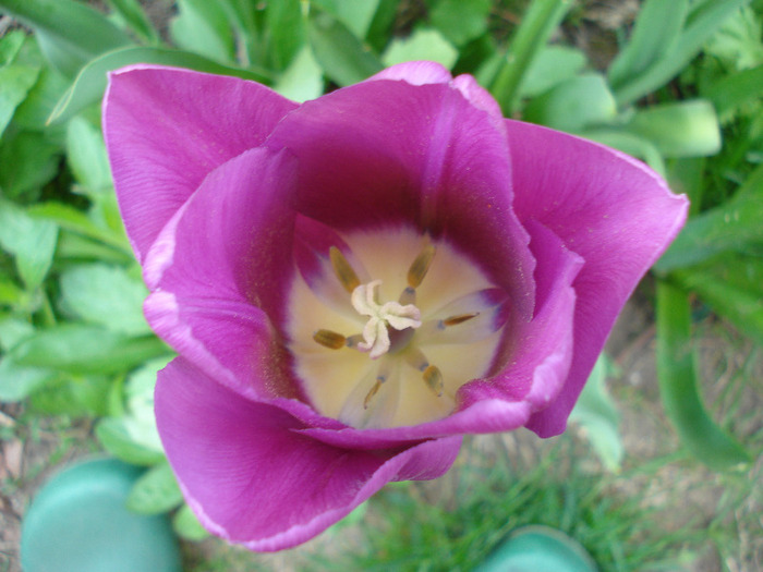 Tulipa Violet Purple (2011, April 29) - Tulipa Violet Purple