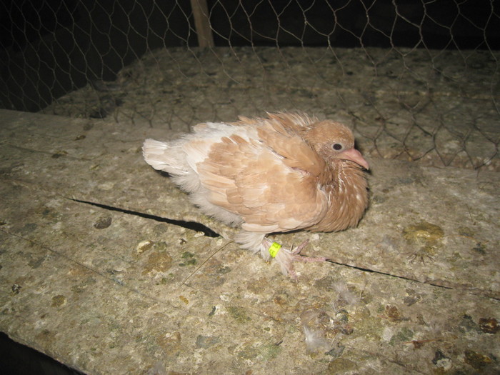 IMG_3432 - Pui 2011