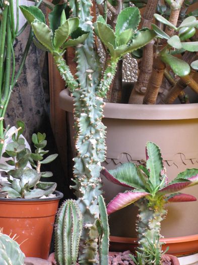 Monadenium spectabile