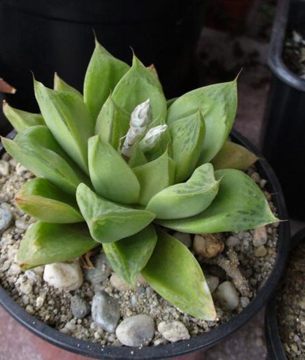 Haworthia cymbiformis - 2009