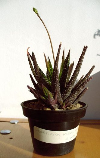 H. attenuata - cu tija florala. 2009 - Haworthia