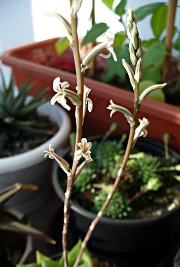 H. cymbiformis - tije florale - Haworthia