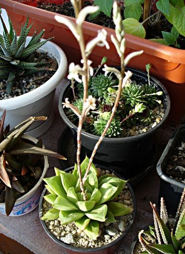 H. cymbiformis inflorita - Haworthia