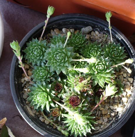 Sempervivum - imbobocit. 2009