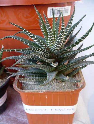 H. fasciata. 2008 - Haworthia