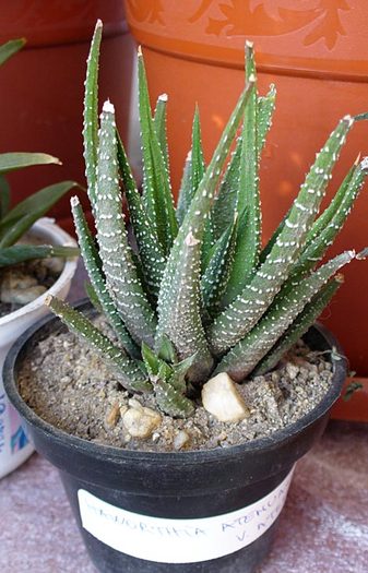 H. attenuata v. attenuata. 2008 - Haworthia