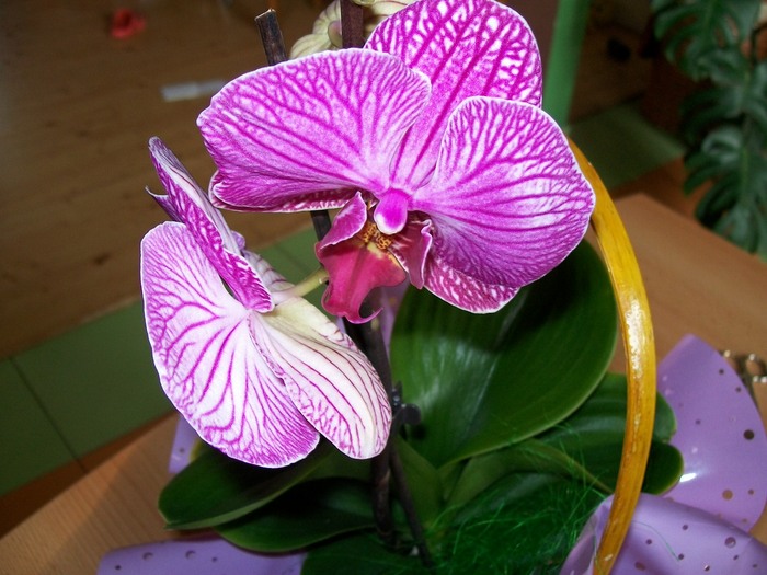 orhidee 054